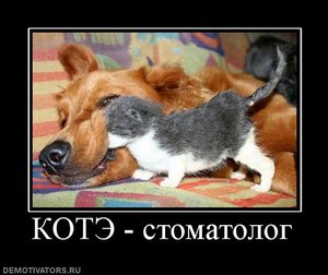 305247_kote-stomatolog.jpg