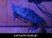 Trachemys scripta